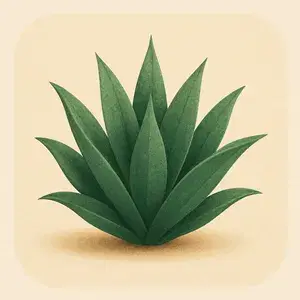 Agave Parviflora with bright green healthy leaves, and white fibers