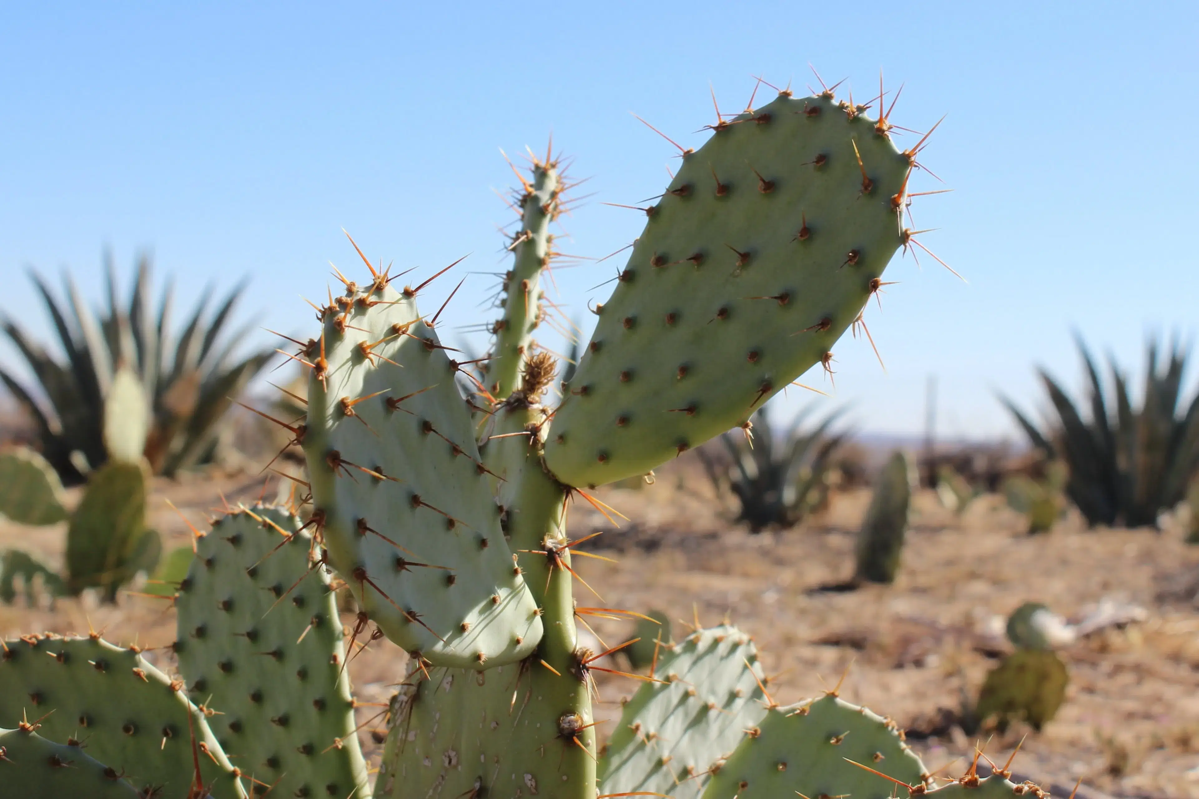 Diverse agave and cactus field